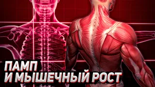 А. Замятин. Памп и мышечный рост. Капилляризация. Выносливость. Периодизация.