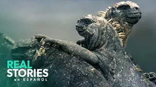 Explorando El Ecosistema Único De Las Islas Galápagos | Galápagos Salvaje | Real Stories En Español