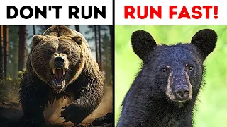 What to Do If You See a Bear in the Wild