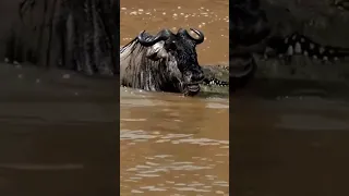 The World's Luckiest Wildebeest Miraculous Escape from a Crocodile's Grip #shorts