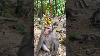 The Monkey King😂 Король обезьян