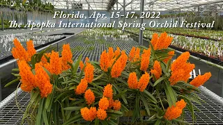 Krull Smith Spring Orchid Festival, Florida, Apr 2022. Весенний Фестиваль Орхидей Крул Смит 2022