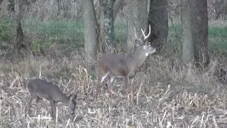 Season 2 Episode 2 Crazy GIANT 5 POINT Ohio Buck