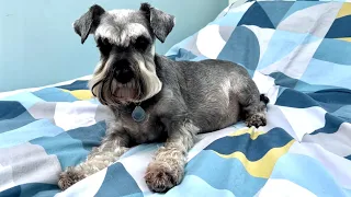 Yet ANOTHER health problem for my miniature schnauzer Nina