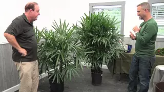 Plant Profile Lady Palm