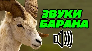 Звуки барана: какие звуки издаёт баран?