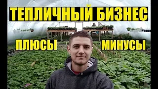 Тепличный бизнес. Плюсы и минусы.