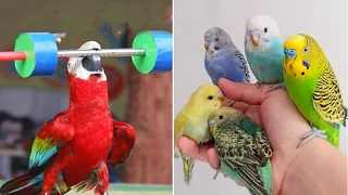 Smart And Funny Parrots Parrot Talking Videos Compilation (2023) - Cute Birds #22