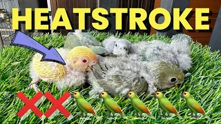 HEATSTROKE BIRDS RECOVERY 🦜