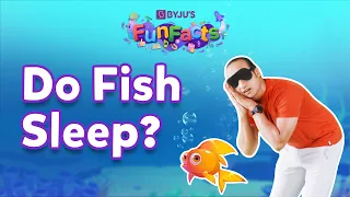 Do Fish Sleep? | BYJU'S Fun Facts