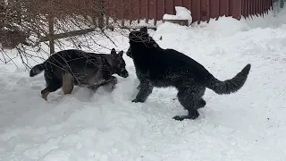 Jimny STASI, 6 months old, DDR long coated GSD male playing with Fenya STASI, 1.5 year old