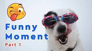 You Laugh, You Lose 😂 | Funniest Animals video 😺🐶 Part 1 | XO ANIMALS