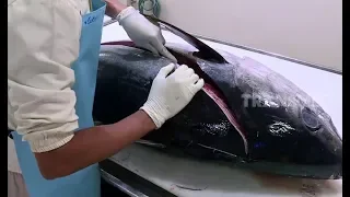 Ternyata Begini Cara Pengolahan Ikan Tuna | RAGAM INDONESIA (03/09/19)