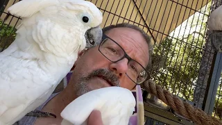 Parrot Hormonal Mating Behaviour | Ep.126: Lauralei Surgery | Cockatude: Cockatoos with Attitude