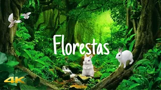 🎶4K UHD VÍDEO Florestas Rios Pássaros,a Natureza completa para Relaxar com Música Relaxante