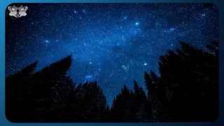 Escape Anxiety with Peaceful Night Forest Sounds