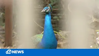 Feral peacock terrorizes Bay Area neighborhood with its loud screams