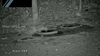 Secret Life of Leopards | HD | 4K | Security Camera | @bearvalleycamp  | Panna Tiger Reserve