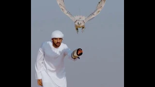 Dubai crown prince-Sheikh Hamdans GyrFalcon