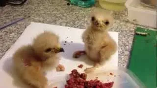 Baby Harris Hawks Fighting