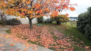 NEGLECTED Autumn Lawn & GARDEN RESTORATION | Satisfying Lawn Care