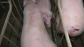 Local animal rights activist protest cruel conditions at Indiana pig farm