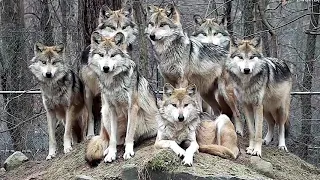 Stunning Mexican Gray Wolf Family Portrait