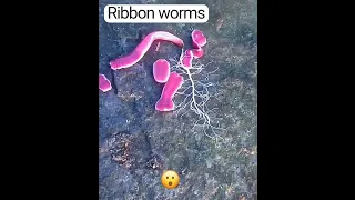 ribbon worm #shorts #ribbonworm