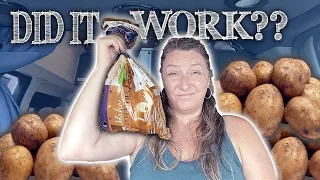 I did the potato diet for 7 DAYS and this is what happened 🥔 // Van Life Cooking