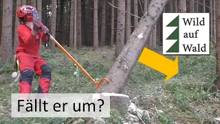 🌲Dieser Baum fällt niemals? Fällheberschnitt, Freischneiden und Abdrehen #wildaufwald