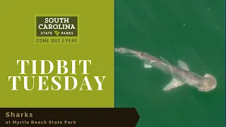 Sharks at Myrtle Beach State Park