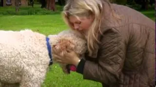 Paul O Grady For The Love Of Dogs S03E01 480p HDTV x264 mSD