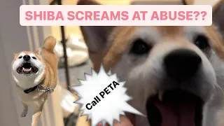 Shiba’s Screams About The Abuse