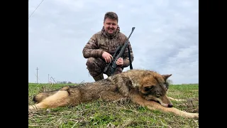 Охота на волка в Беларуси. Точные выстрелы и промахи. Часть 2