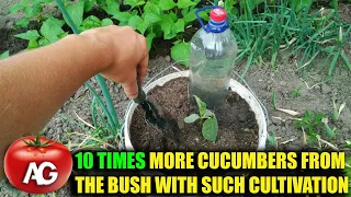 10 TIMES MORE CUCUMBERS FROM THE BUSH WITH SUCH CULTIVATION