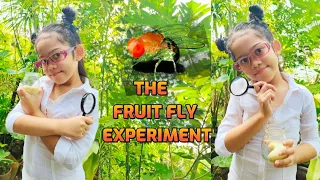 FRUIT FLY LIFE CYCLE EXPERIMENT/ #scienceexperiment #fruitflies #banana #experiment #pt