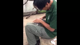 Pallas's cat treatment