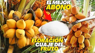 El 1% lo Sabe - Échale esto a tus Plantas de Coco y Explotara de Flor y Fruto - Cultivo de Coco