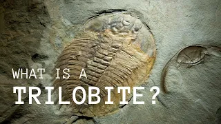 What is a Trilobite? (A Quick Introduction)