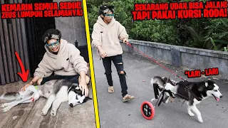 SEDIH! ANJING KAKI LUMPUH SELAMANYA, TAPI SEKARANG PAKAI KURSI RODA BISA LARI! TERHARU SAMPAI NANGIS