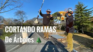 DIY Como cortar las ramas de los arboles tu mismo