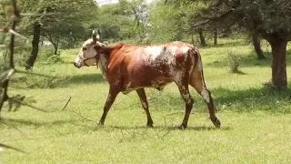 amazing cow mating latest new 2020 cow meeting monkey meeting donkey ki meeting