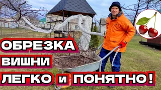 Обрезка старой вишни весной - не дайте стволу засохнуть!