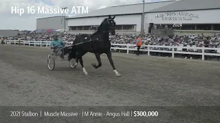 Hip 16, Massive ATM | 2024 Mid Ohio Memorial Trotting Sale