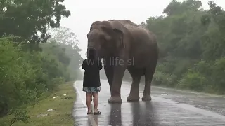 Fearless Women and Elephant #attack #wildelephant