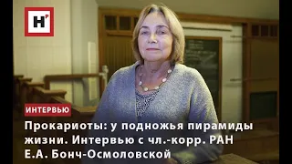 ПРОКАРИОТЫ: У ПОДНОЖЬЯ ПИРАМИДЫ ЖИЗНИ. ИНТЕРВЬЮ С ЧЛ.-КОРР. РАН Е.А. БОНЧ-ОСМОЛОВСКОЙ