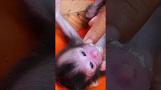 Rescue poor newborn baby monkey mom pass away after gave a birth