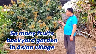 So many fruits at the backyard of an Asian village man!!! How do they handle all the products??