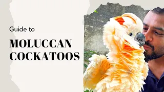 Moluccan Cockatoo Guide | मल्लुकान कोकाटूस खरीदने से पहले ये वीडियो ज़रूर देख ले #cockatoo #exotic