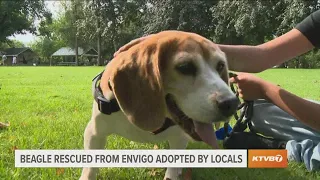 Beagle rescued from Virginia lab testing facility has new family in Idaho